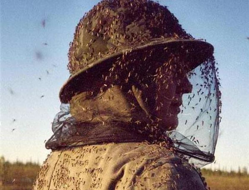 Как я боролся с комарами. Личный опыт и тесты на себе - 2 Как я боролся с комарами. Личный опыт и тесты на себе - 2