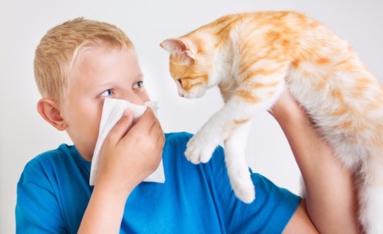 Ученые рассказали, какие мифы сопровождают аллергию на кошек