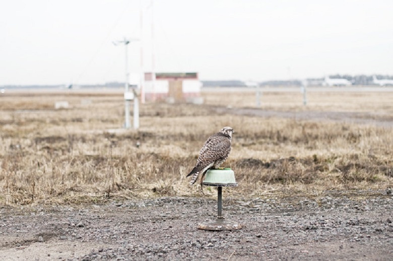 Будут ли птицы атаковать небоскреб и другие вопросы воздушного общежития. Часть 1 - 19 image