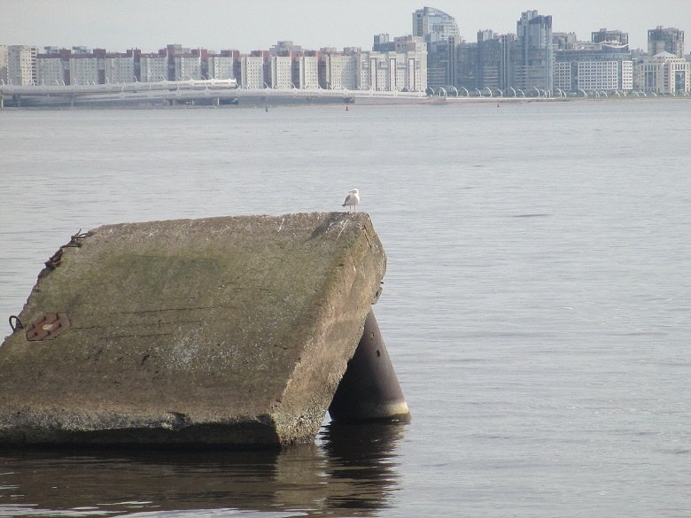 Будут ли птицы атаковать небоскреб и другие вопросы воздушного общежития. Часть 1 - 21 image