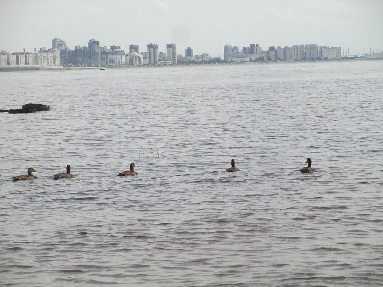 Будут ли птицы атаковать небоскреб и другие вопросы воздушного общежития. Часть 1 - 22 image
