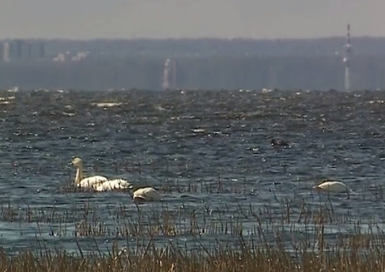 Будут ли птицы атаковать небоскреб и другие вопросы воздушного общежития. Часть 1 - 5 image
