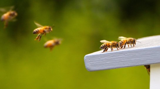 Ученые рассказали, что характерно для асоциальных пчел