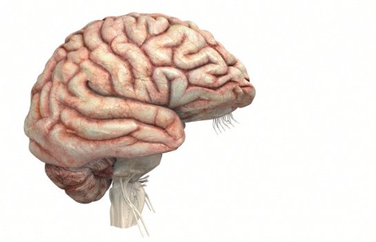Мозг задействован больше, чем считалось ранее