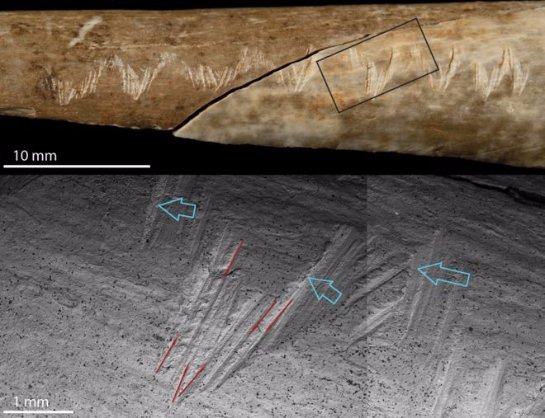 Ученые: каннибалы выгравировали кости мертвых