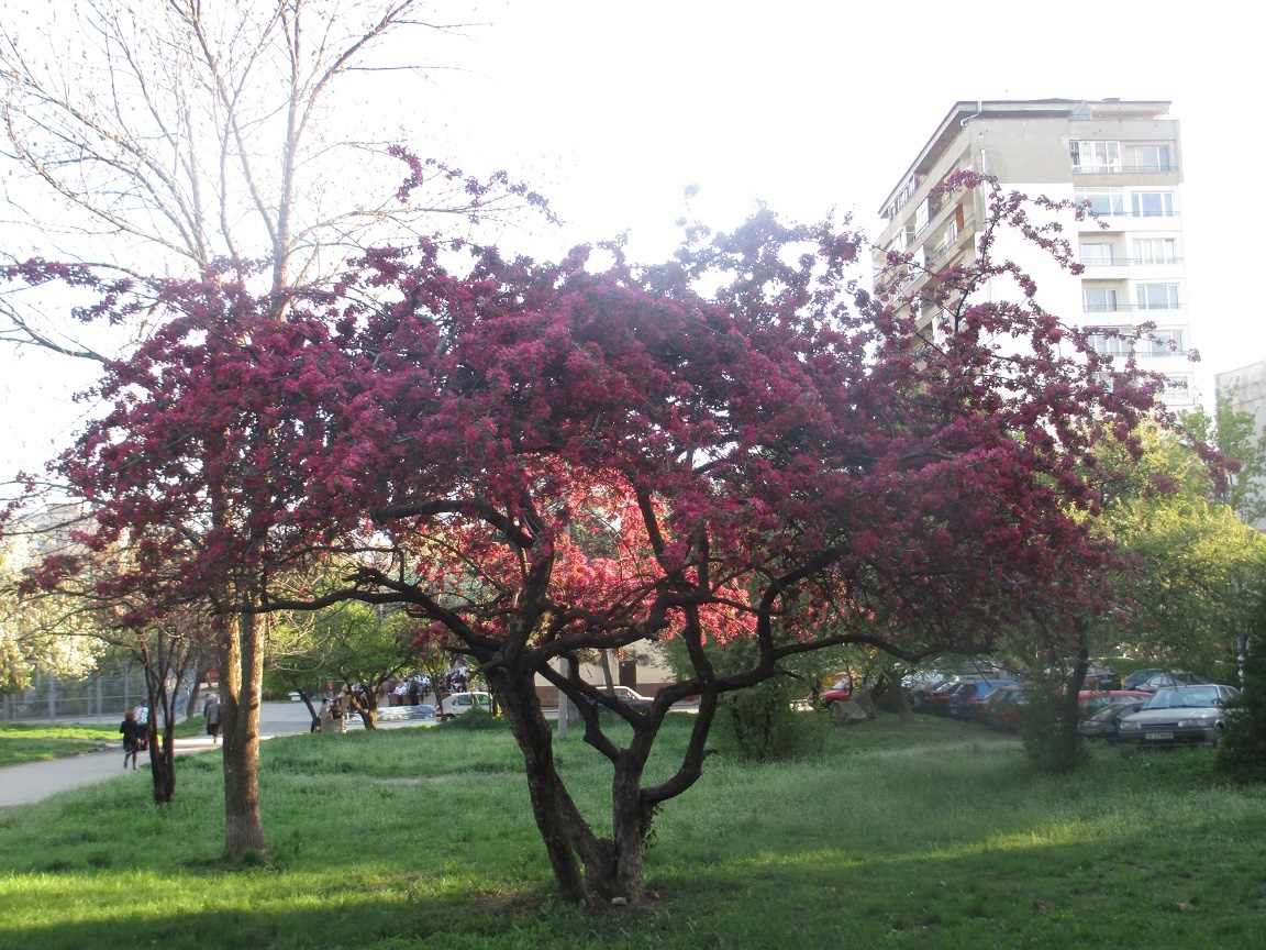 Работа и жизнь в Болгарии - 6