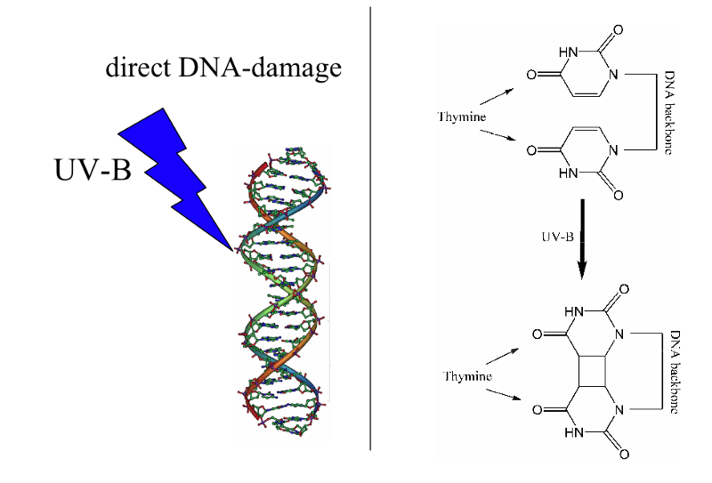 Загар — реакция организма на повреждение ДНК - 2