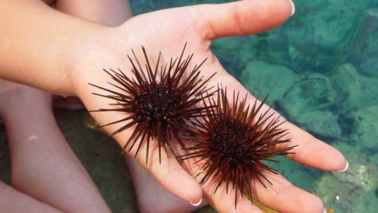 Дальневосточные ученые придумали лечебный напиток из морских ежей Дальневосточные ученые придумали лечебный напиток из морских ежей