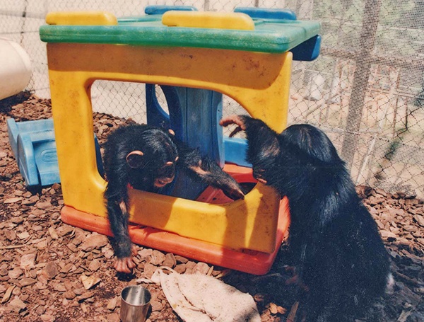 Учёные утверждают, что интеллект обезьян неправильно оценивали десятилетиями - 2 Учёные утверждают, что интеллект обезьян неправильно оценивали десятилетиями - 2