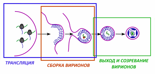 Как победить вирус? Часть 1 - 3