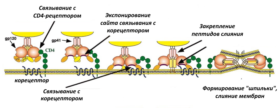 Как победить вирус? Часть 1 - 4