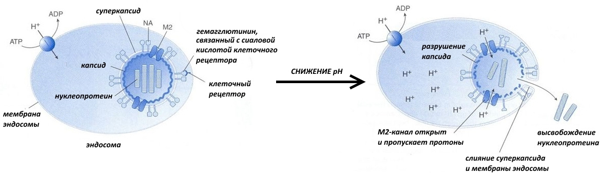 Как победить вирус? Часть 1 - 9