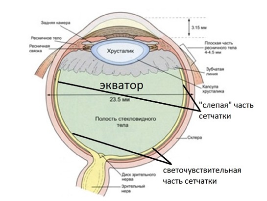 Как «зашить» сетчатку и нужно ли это делать? - 2