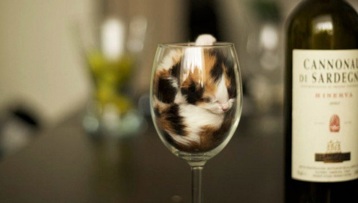 Шнобелевская премия-2017: все страньше и страньше - 3 Шнобелевская премия-2017: все страньше и страньше - 3