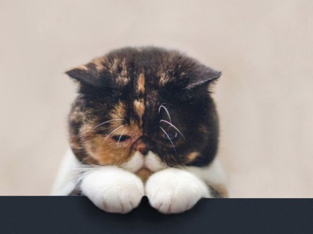 Sad cat