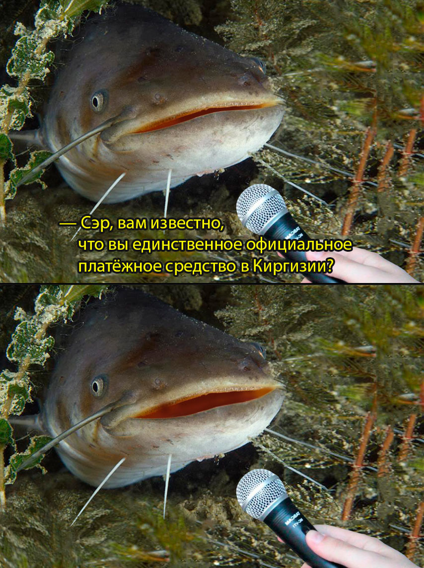 Вот ведь не майнится: в каких странах мира запрещены криптовалюты - 4 Вот ведь не майнится: в каких странах мира запрещены криптовалюты - 4