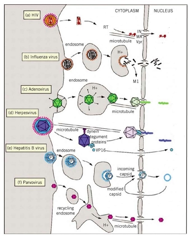 Как победить вирус? Часть 2 - 2 Как победить вирус? Часть 2 - 2