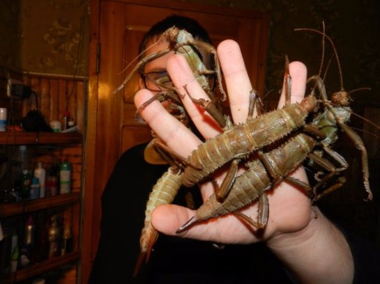 Ученые обнаружили насекомых, которых не видели уже сто лет и считали вымершими Ученые обнаружили насекомых, которых не видели уже сто лет и считали вымершими