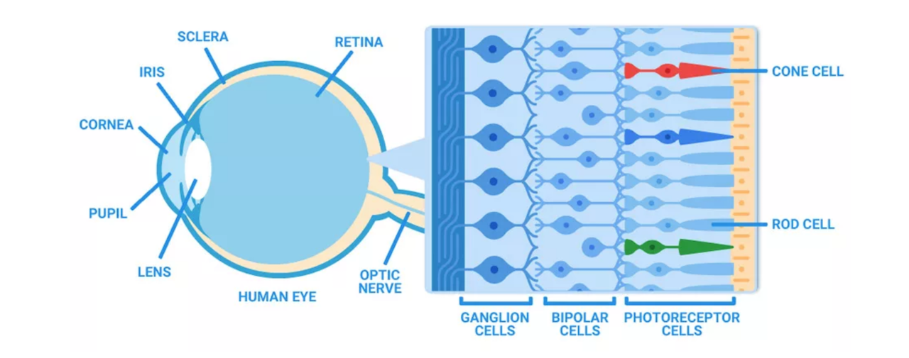 Очки для дальтоников EnChroma, или пост ко Всемирному дню зрения - 3 Очки для дальтоников EnChroma, или пост ко Всемирному дню зрения - 3