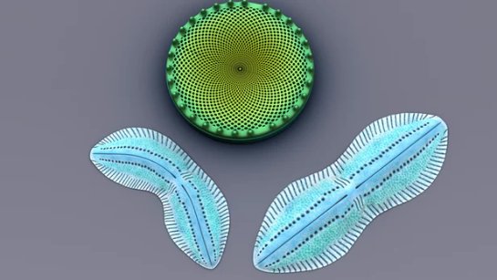 Диатомовые водоросли повышают эффективность органических солнечных элементов Диатомовые водоросли повышают эффективность органических солнечных элементов