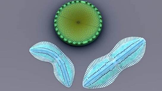 Диатомовые водоросли повышают эффективность органических солнечных элементов