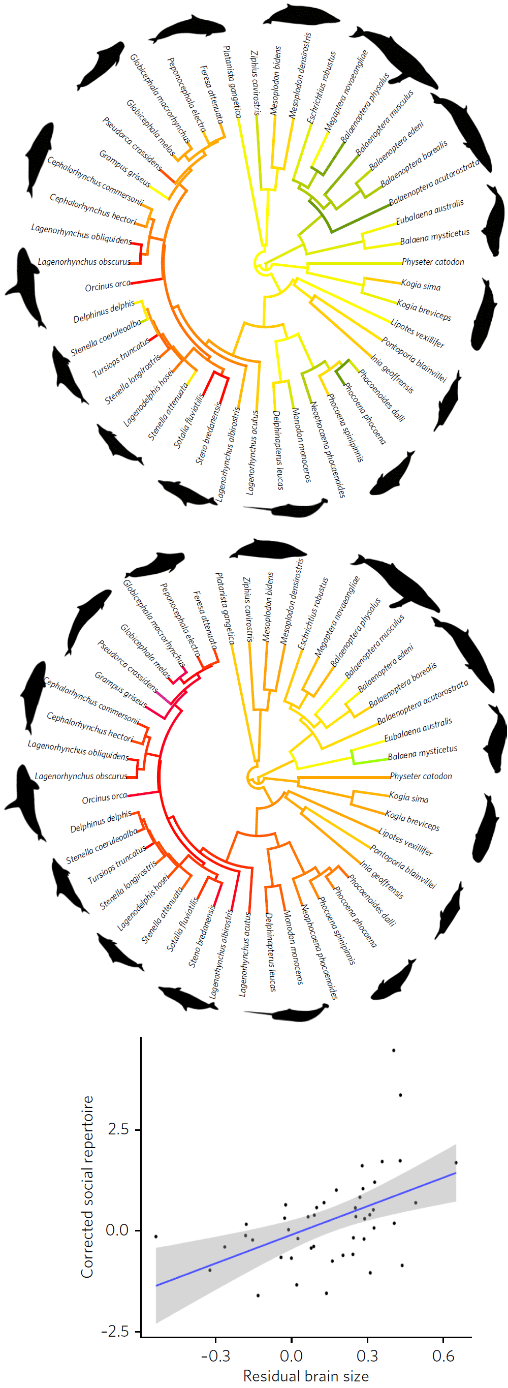 Продвинутый интеллект китов и дельфинов — эволюционная реакция на необходимость жить в обществе - 2 Продвинутый интеллект китов и дельфинов — эволюционная реакция на необходимость жить в обществе - 2