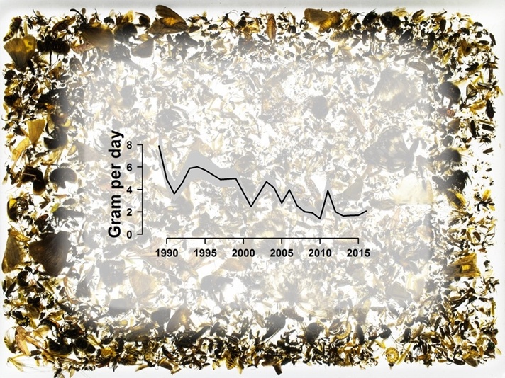 За последние 27 лет биомасса летающих насекомых в Германии снизилась на 76% - 4