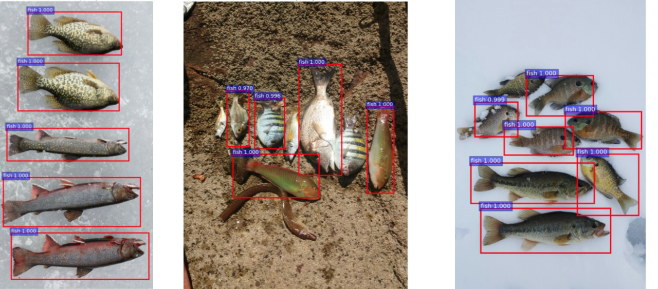 Умные сети для рыбаков: как мы учили смартфоны распознавать рыбу - 5