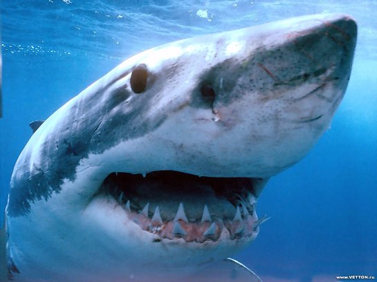 Возле Калифорнии были обнаружены акулы, которым выели мозг