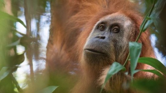 Новые виды великих обезьян обнаружили в Индонезии