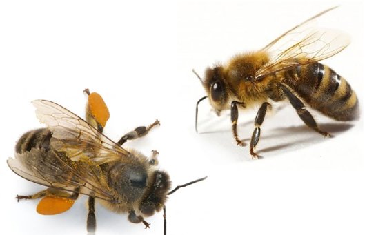 Ученые разделили пчел на правшей и левшей