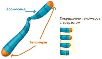 Генная терапия старения vs фармакология - 2