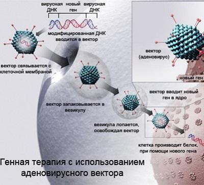 Генная терапия старения vs фармакология - 1