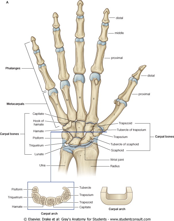 Pediatric Bone Age Challenge. Deep Learning и много, много костей - 2