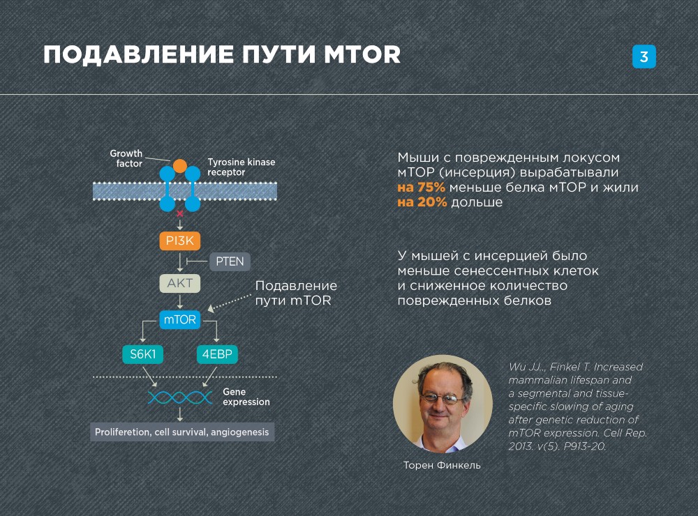 Штурм и натиск генной терапии старения - 23