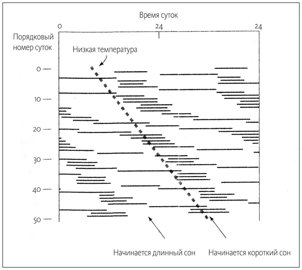 «Флюгегехаймен» или изучение циркадных ритмов через терморектальное зондирование - 3