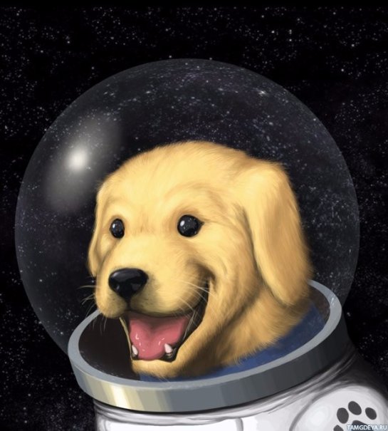 Ученые считают, что собаки не смогут выжить на Марсе