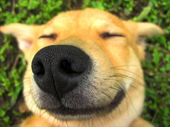 Ученые определили, как собаки реагируют на улыбку своих хозяев