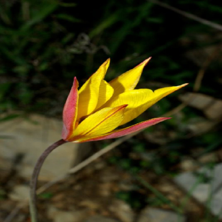 Как построить классификатор изображений на основе предобученной нейронной сети - 13 flower1 old