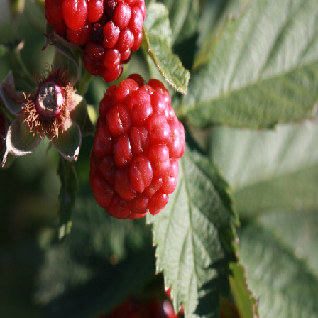 Как построить классификатор изображений на основе предобученной нейронной сети - 15 fruit1 old