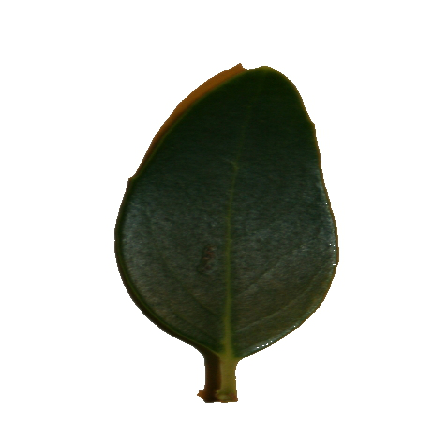 Как построить классификатор изображений на основе предобученной нейронной сети - 16 leafscan1 new