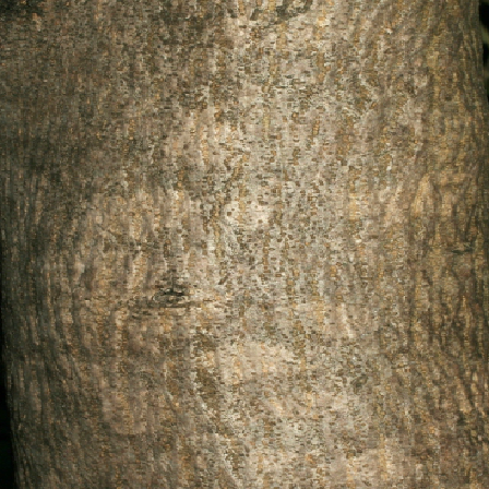 Как построить классификатор изображений на основе предобученной нейронной сети - 20 stem1 new