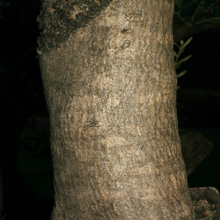 Как построить классификатор изображений на основе предобученной нейронной сети - 21 stem1 old