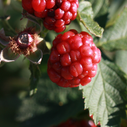 Как построить классификатор изображений на основе предобученной нейронной сети - 9 Entire2