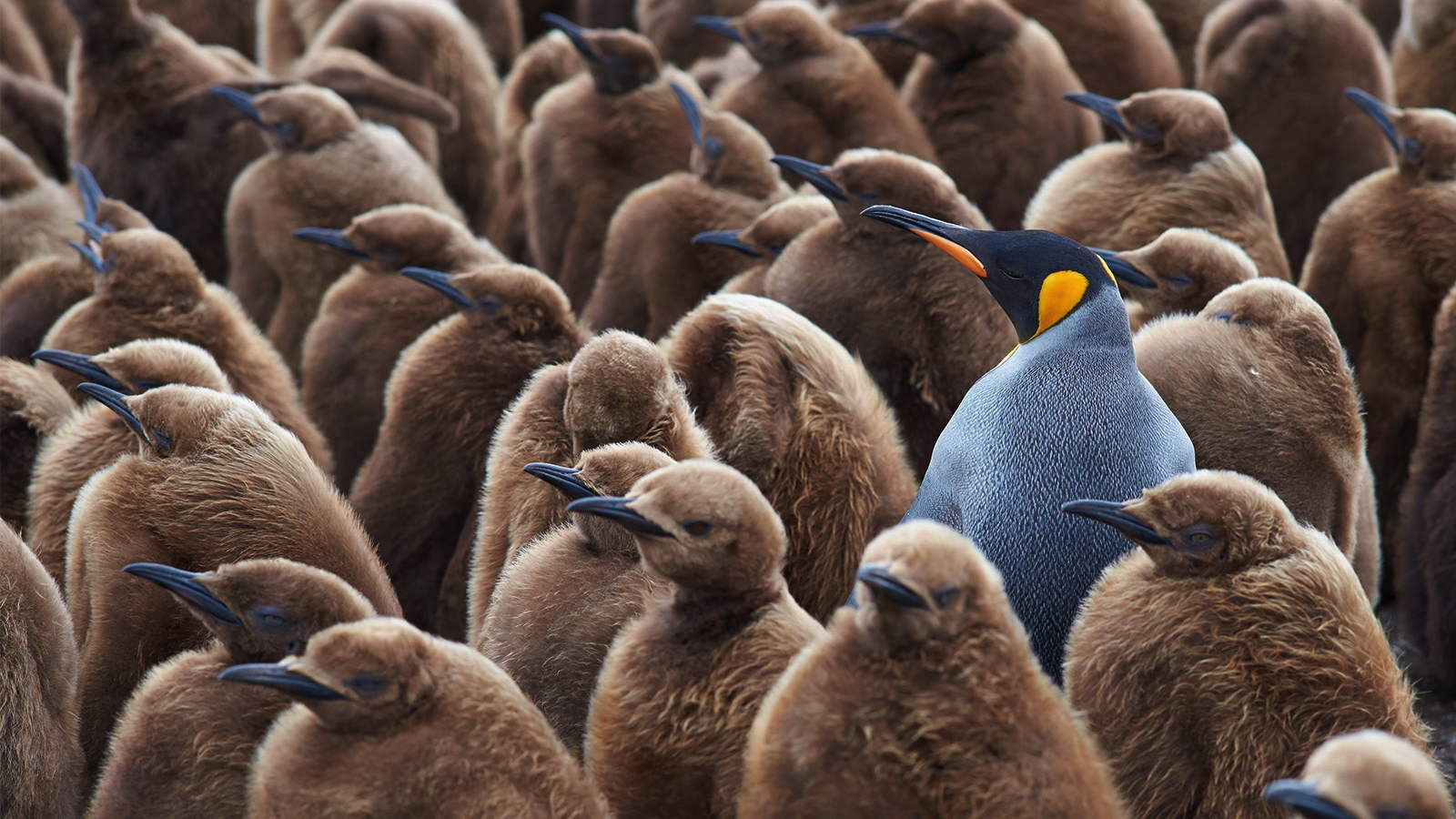 Биллинговые системы будущего, и как они изменяют рынок связи - 4 Биллинговые системы будущего, и как они изменяют рынок связи - 4