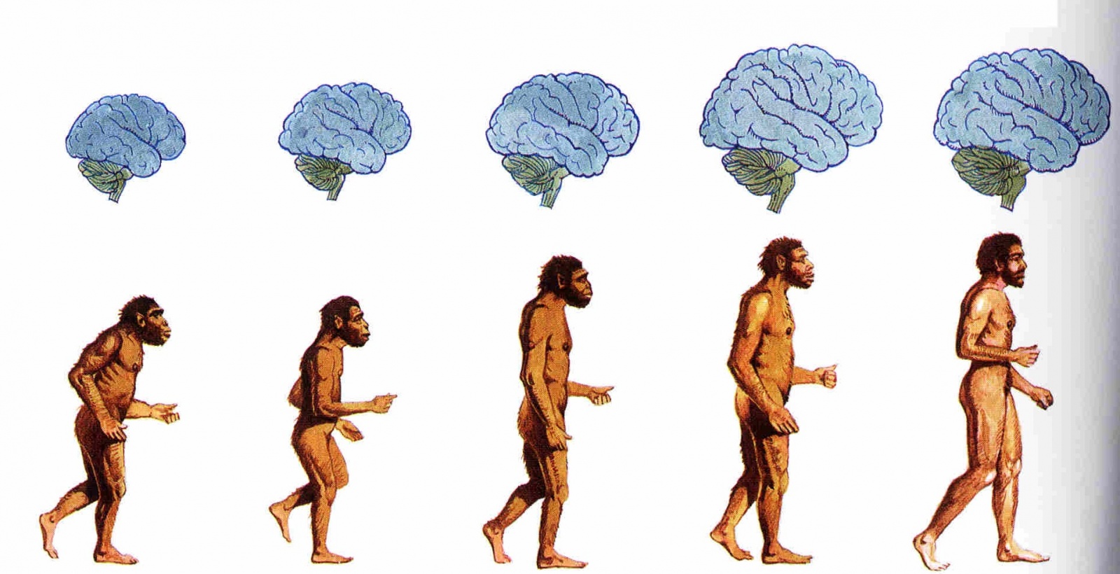 Первобытное сознание. Хомо сапиенс Эволюция. Человек разумный homo sapiens. Этапы эволюции хомо сапиенс. Хомо сапиенс Эректус Эволюция.