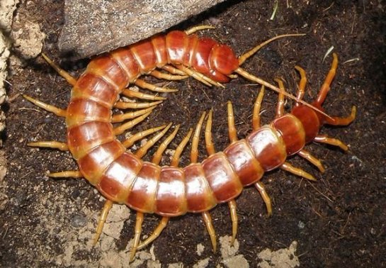 Ученые смогли обезвредить токсин сколопендры Ученые смогли обезвредить токсин сколопендры