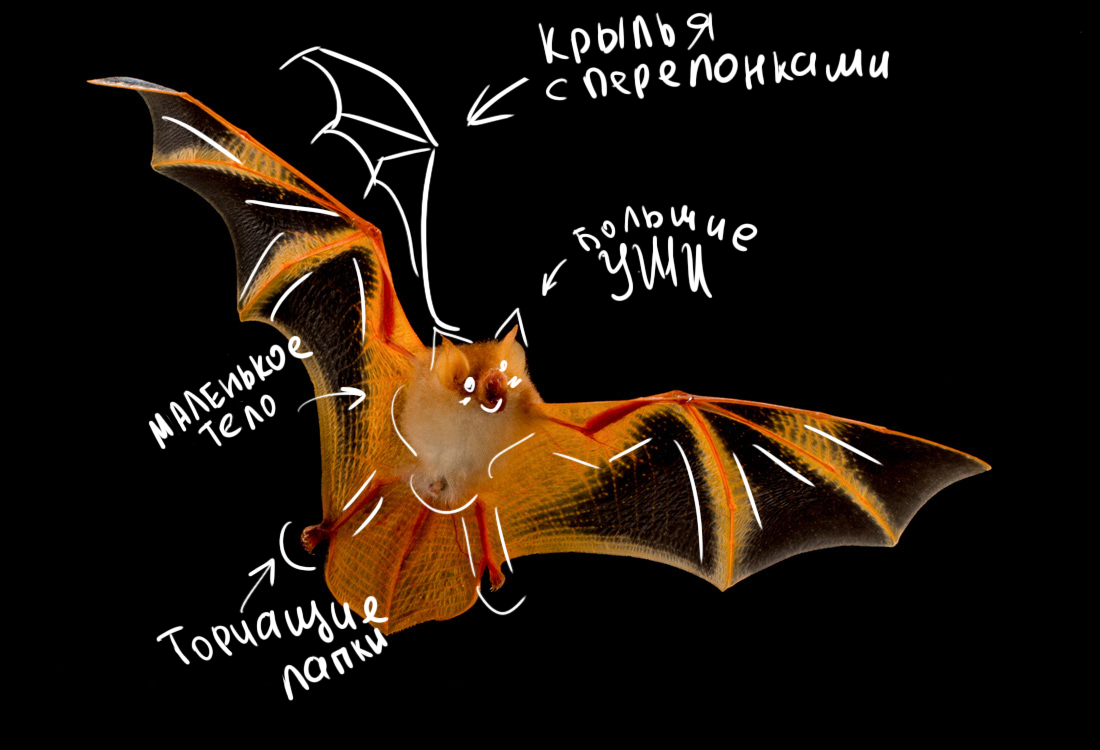 Dragon Bones: создание 2D персонажа и скелетная, mesh-анимация - 3 image