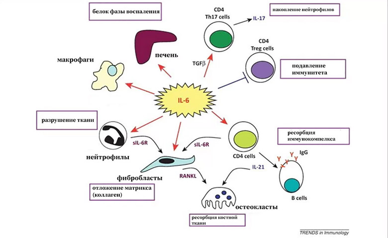 Ингибирование интерлейкина-6, как это может быть полезным? - 2