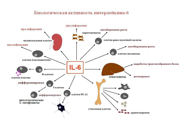 Ингибирование интерлейкина-6, как это может быть полезным? - 3